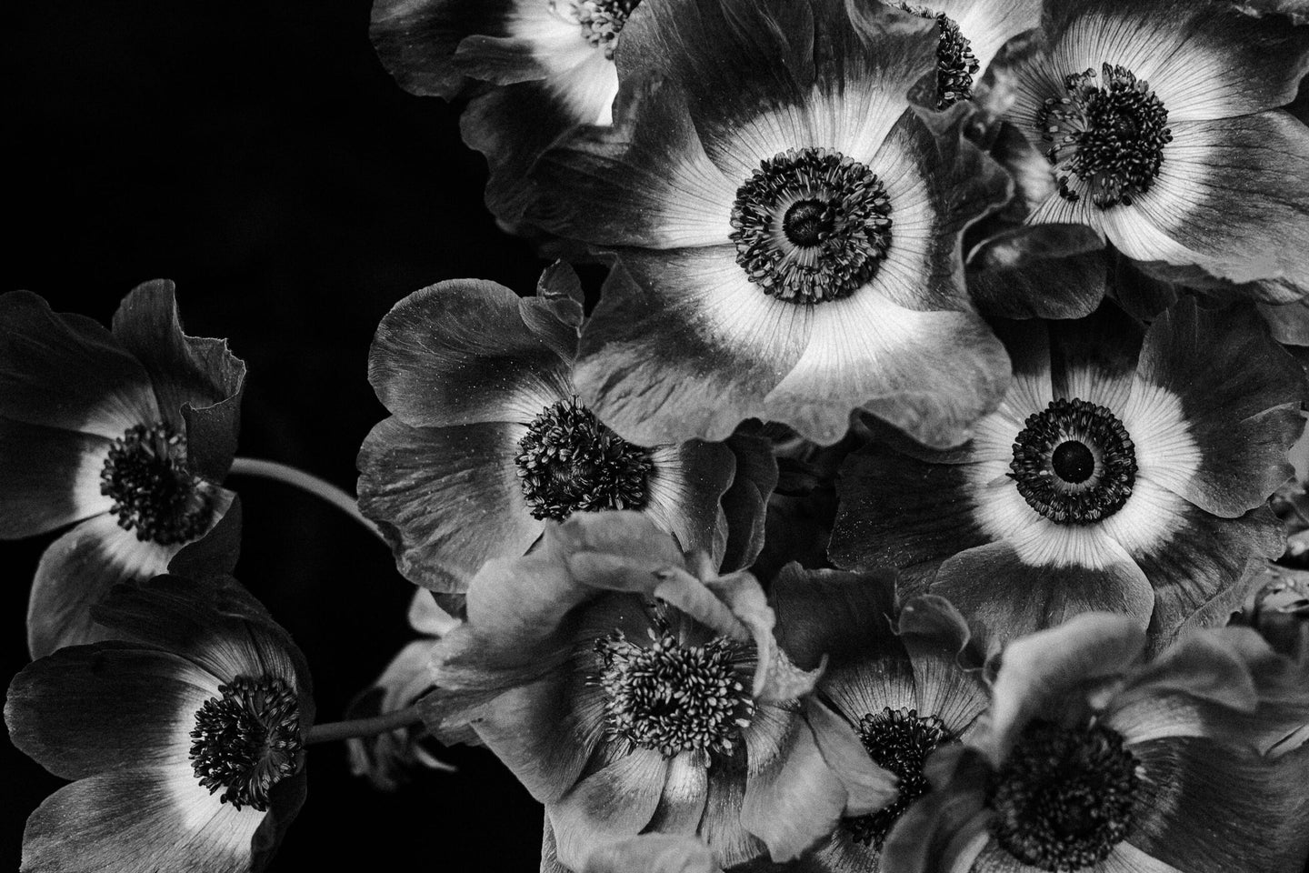 black and white photograph of anemone flowers