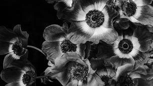 black and white photograph of anemone flowers