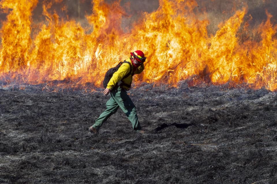 a firefighter walks across prairie land against a wall of flames during a prescribed burn