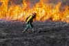 a firefighter walks across prairie land against a wall of flames during a prescribed burn
