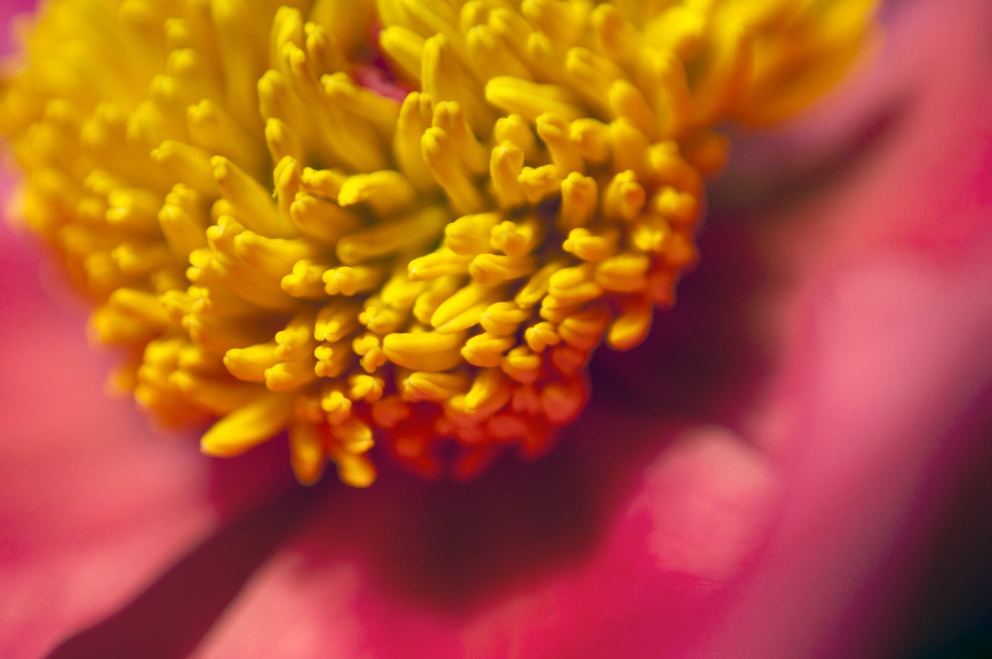 maco close up shot of a pink flower with yellow pollen