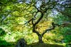 a large tree with spiraling branches at the Portland Japanese Garden