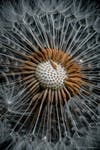 a broken dandelion rescued from a lawn mower