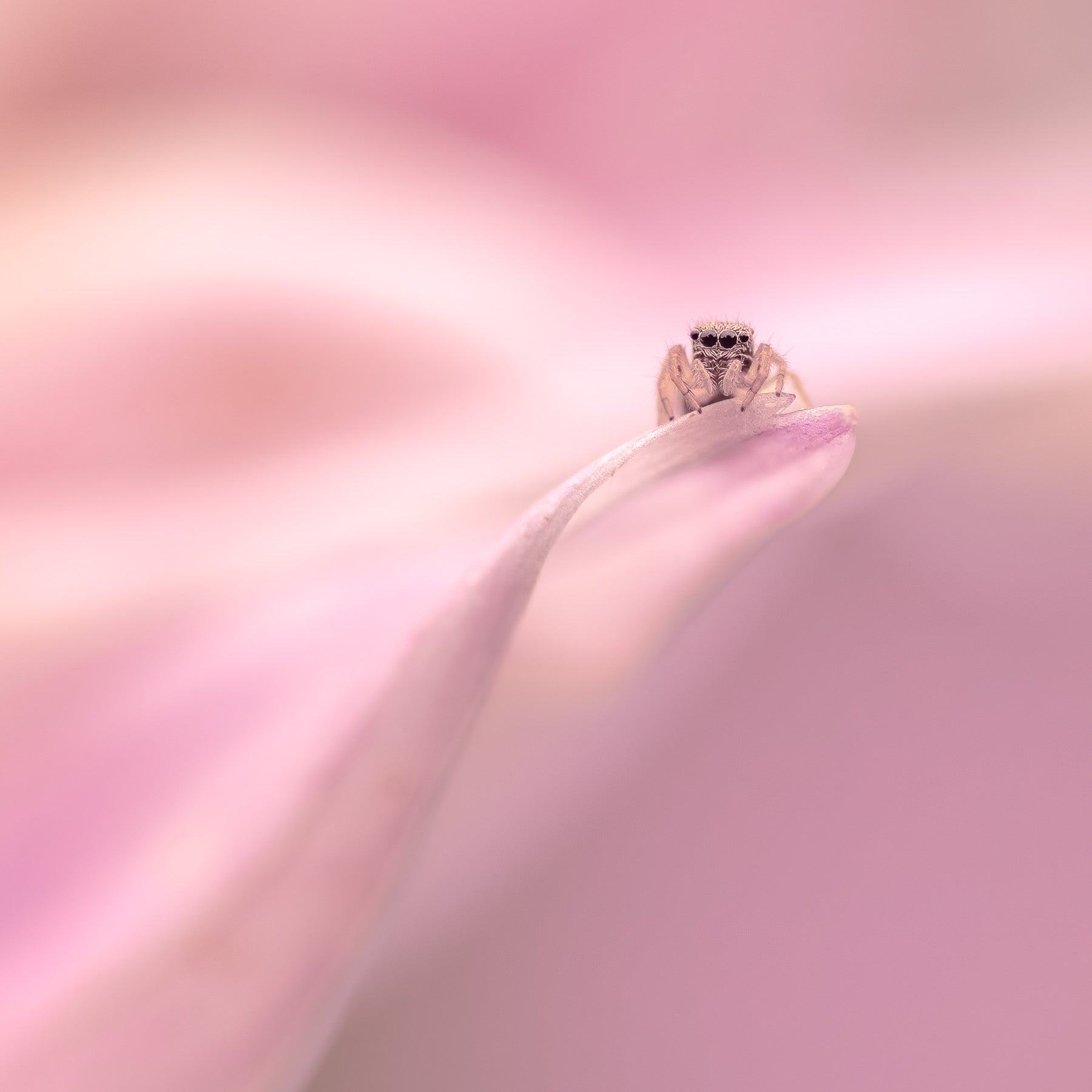 tiny spider hides in the pink petals of a dahlia