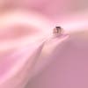 tiny spider hides in the pink petals of a dahlia 