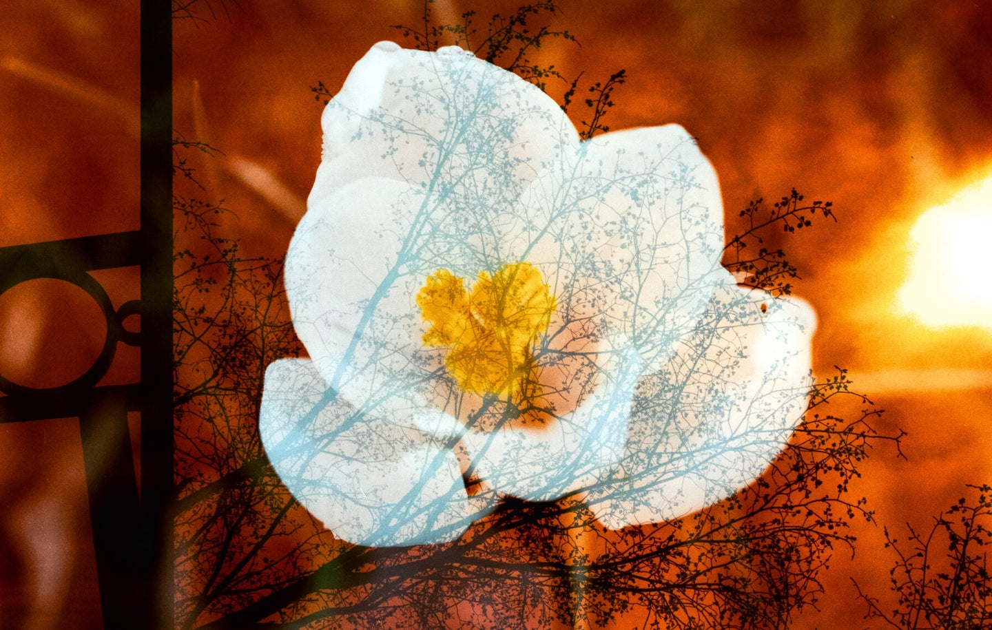 film photograph of a white crocus using the expose both sides technique