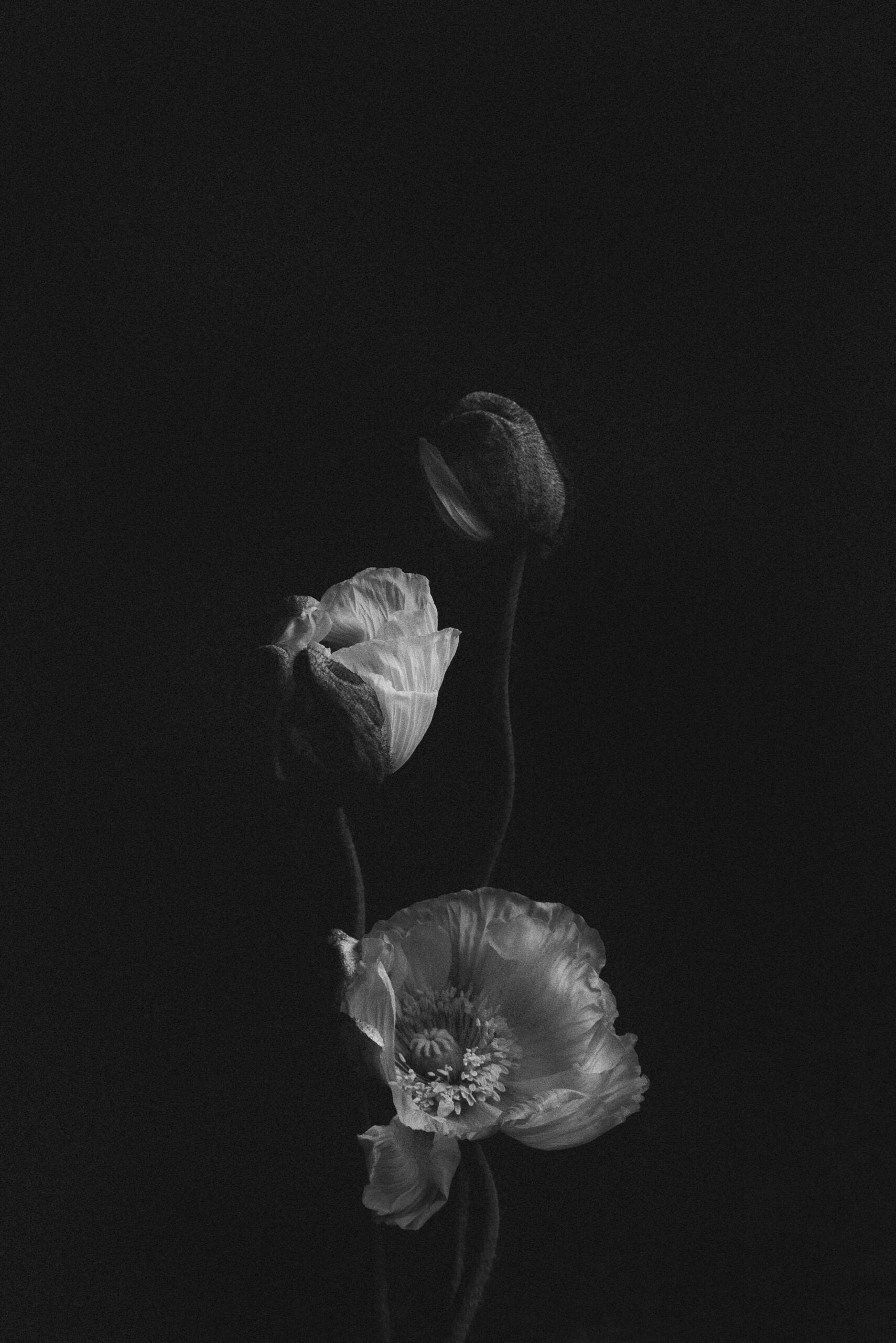black and white photo of iceland poppies