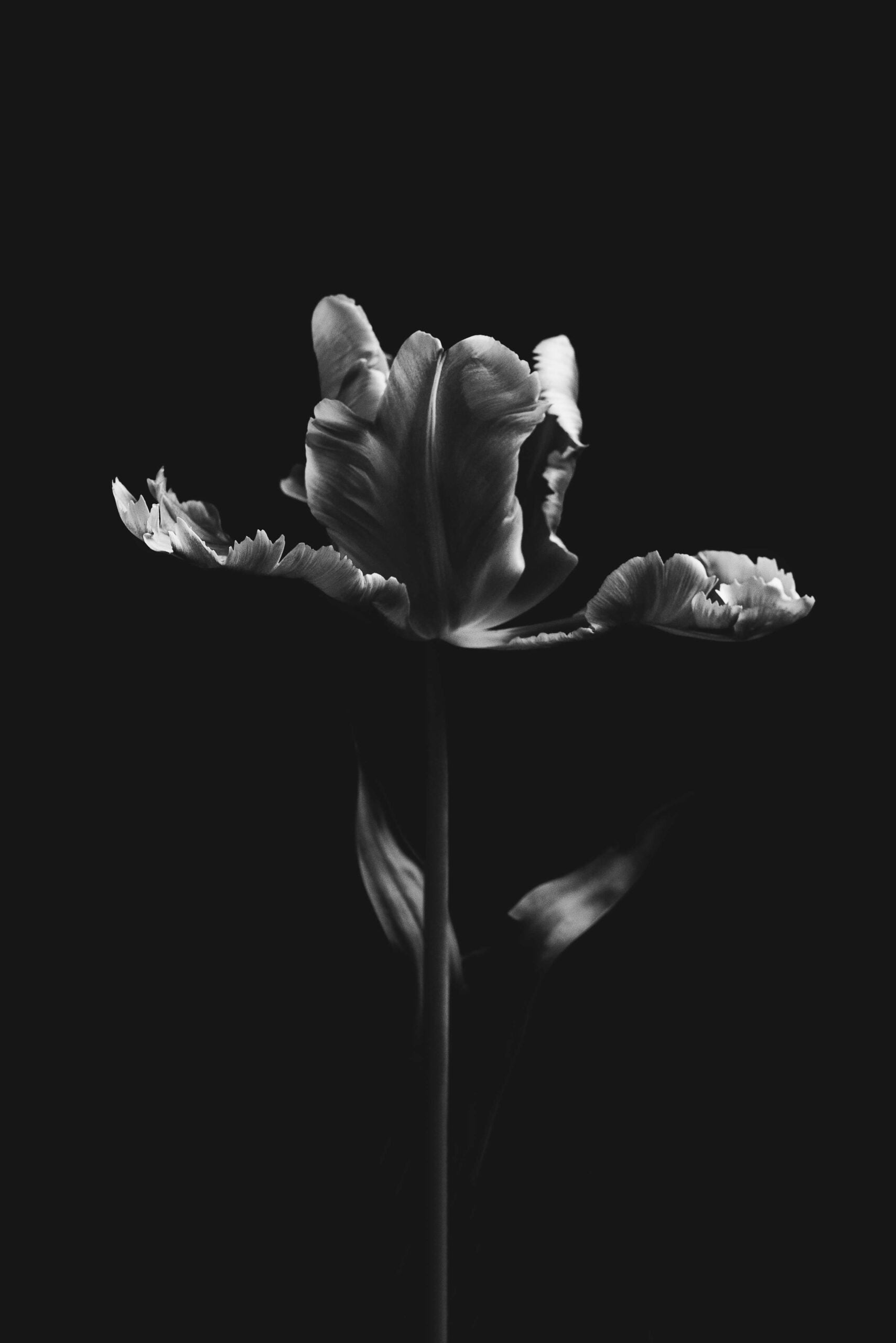 black and white photo of a tulip in the shadows