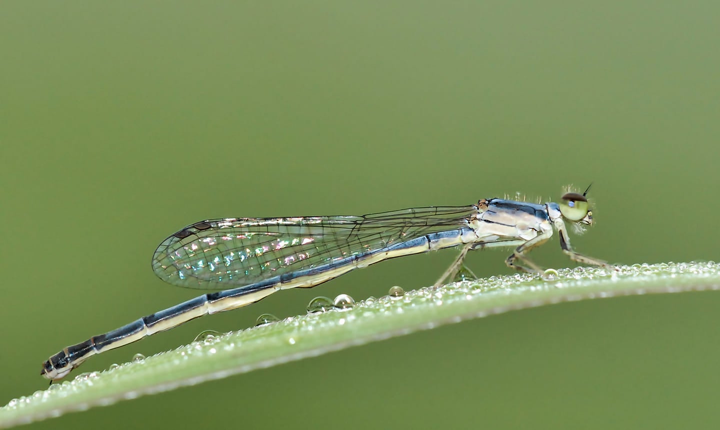 a long skinny bug sits on a plant stem