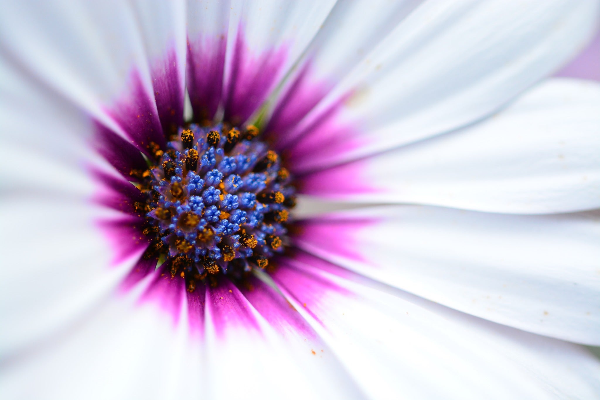 macro image of a white flower with purple center