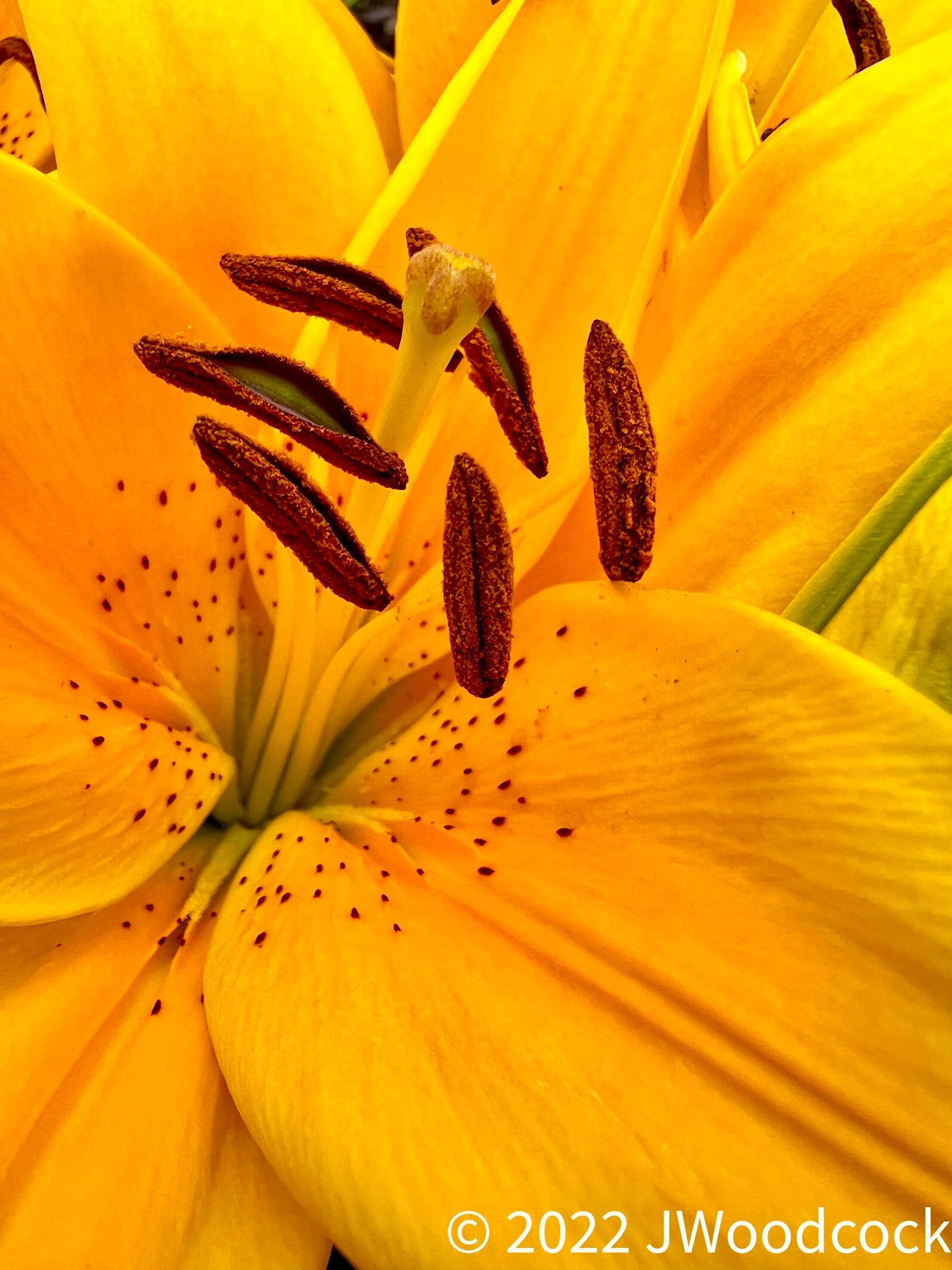 yellow lily