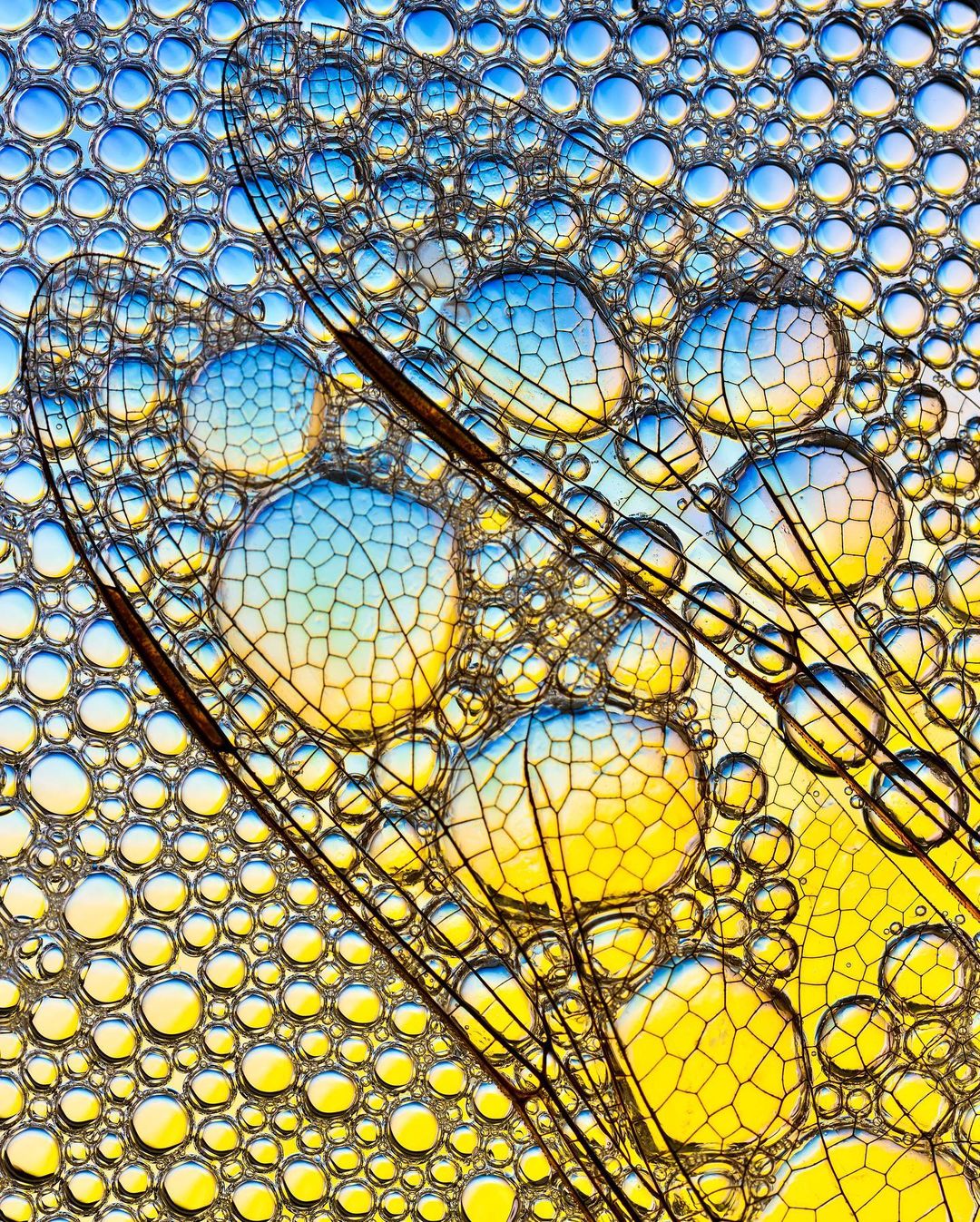 Macro shot of dragonfly wings amid soap bubbles in water