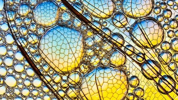 Macro shot of dragonfly wings amid soap bubbles in water