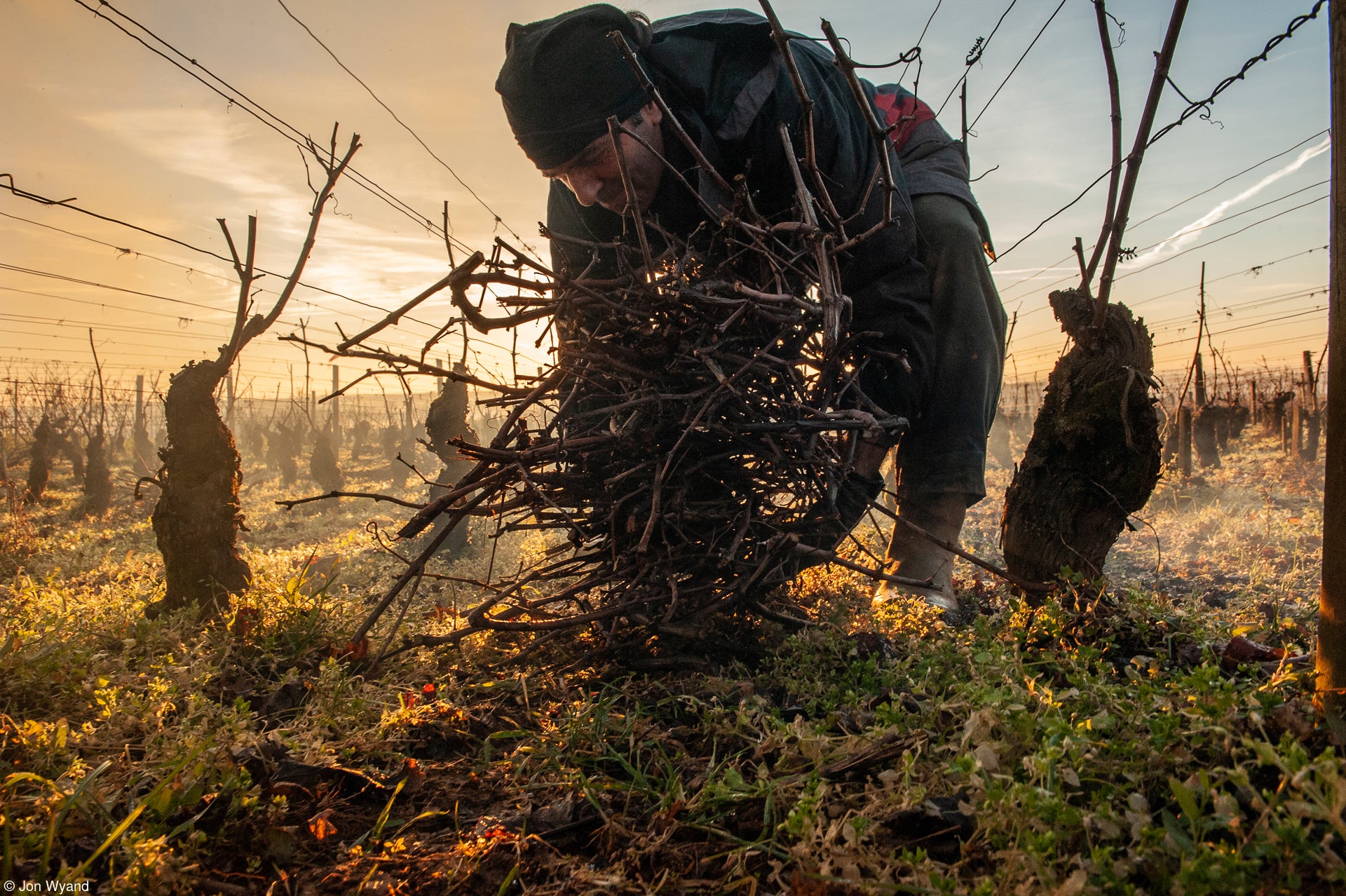 a man gathers fallen branches in a vineyard at sunset