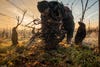 a man gathers fallen branches in a vineyard at sunset