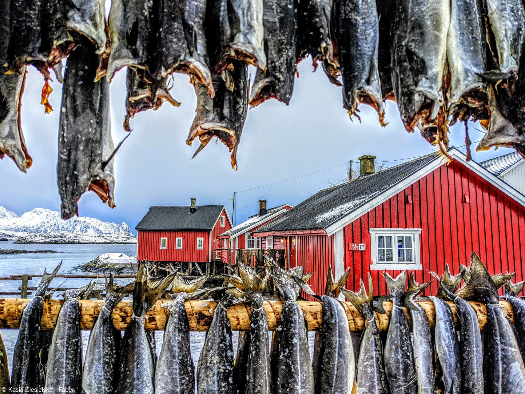 cod fish hang to dry in the freezing cold