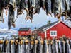 cod fish hang to dry in the freezing cold