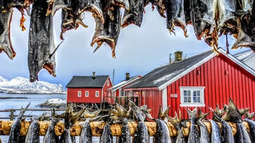 cod fish hang to dry in the freezing cold