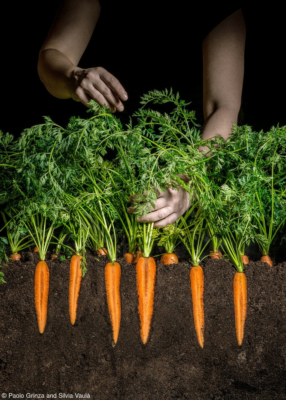 carrots underground