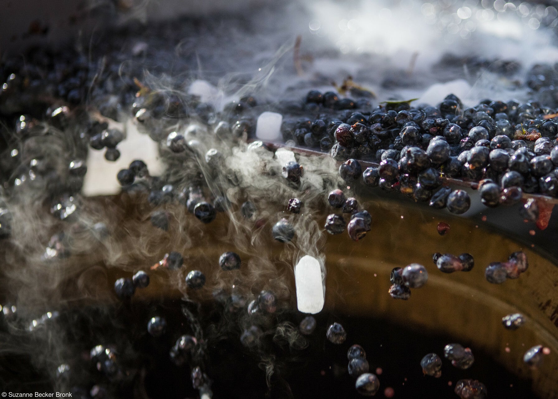 as uvas caem em uma cuba para serem processadas.  gelo seco inibe a fermentação. 