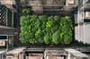 a model of central park constructed with box graters and broccoli