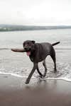 Dog at Hilo Bay, Hawaii. Sony a7IV sample photo.