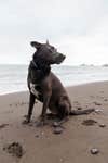 Dog at Hilo Bay, Hawaii. Sony a7IV sample photo.