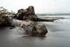 Driftwood in Hilo bay Sony alpha a7IV test shot.