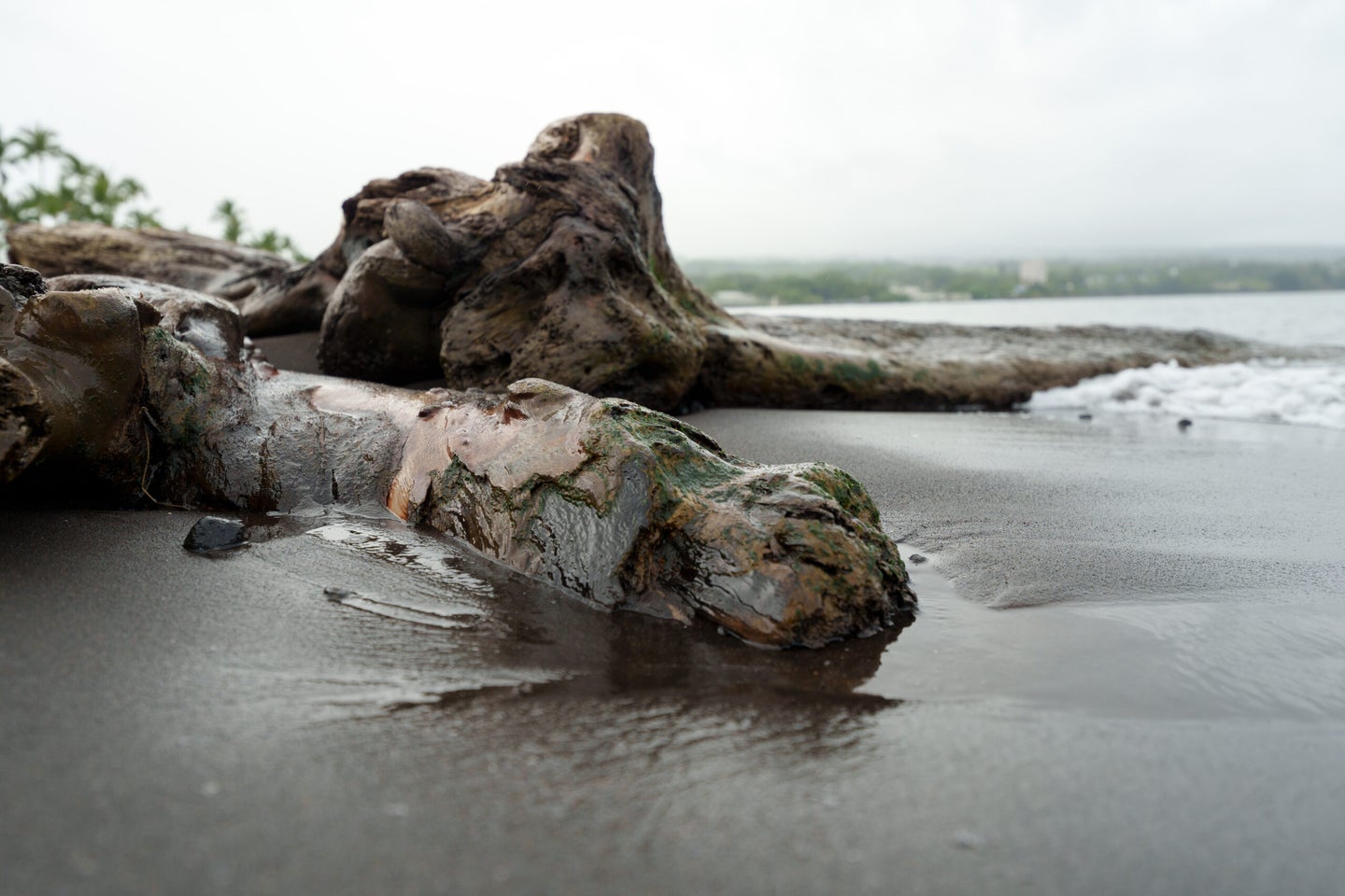 Driftwood in Hilo bay Sony alpha a7IV test shot.