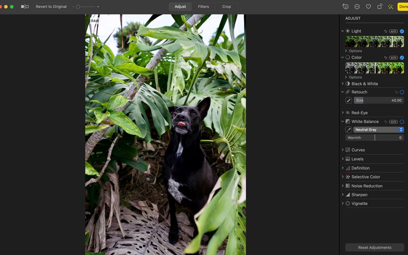 Screenshot of a photo of a dog in Apple Photos editing software.