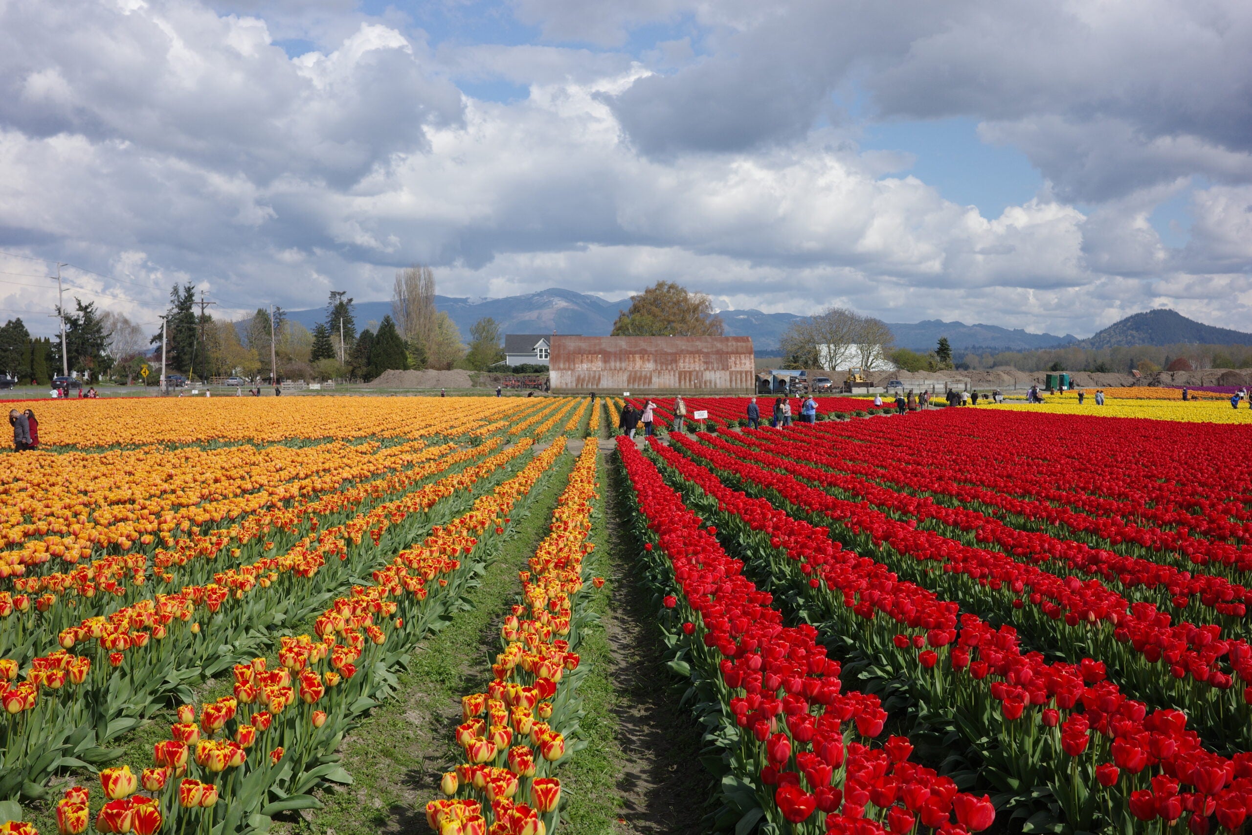 A field full of flowers