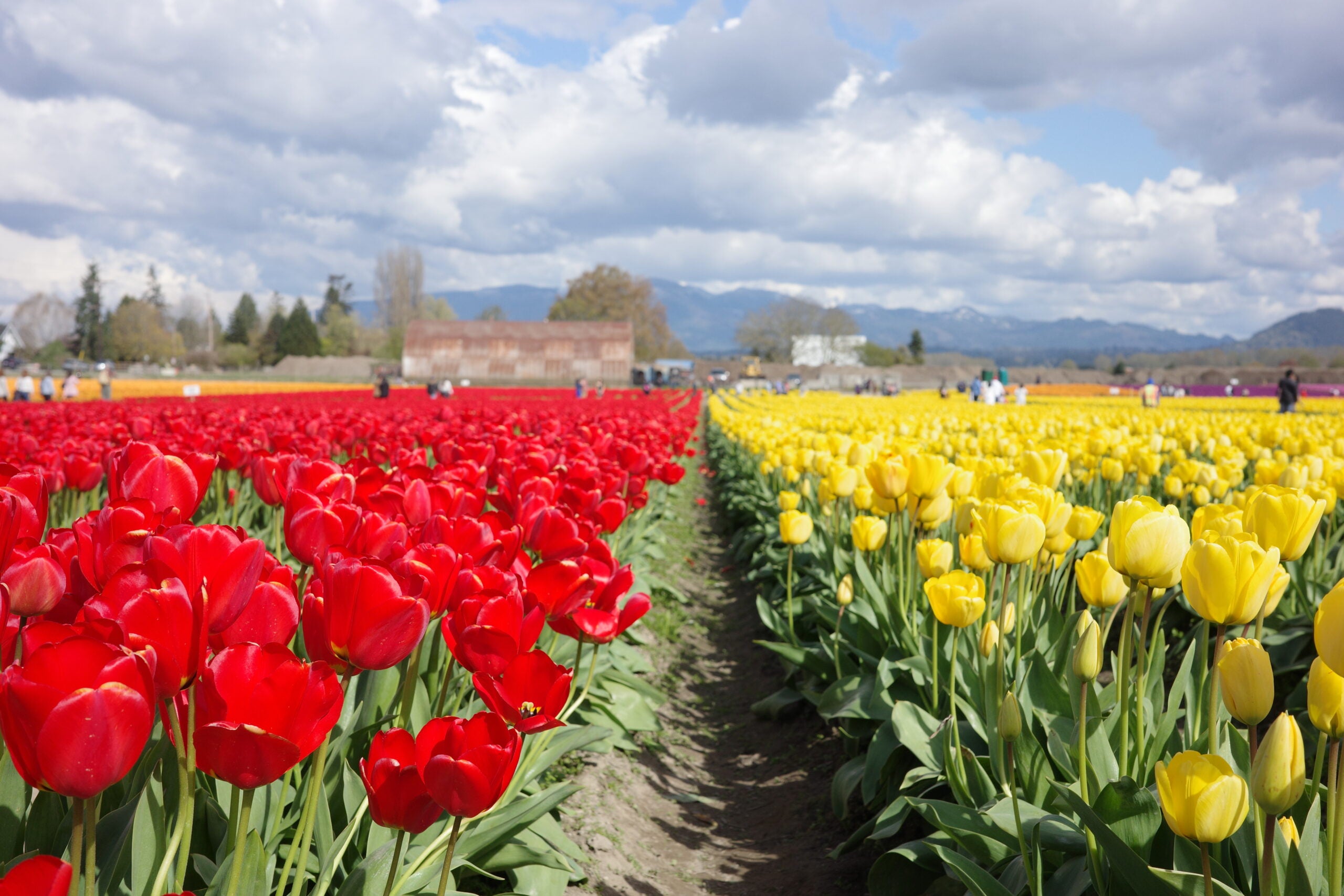 A field full of flowers