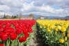 A field full of flowers