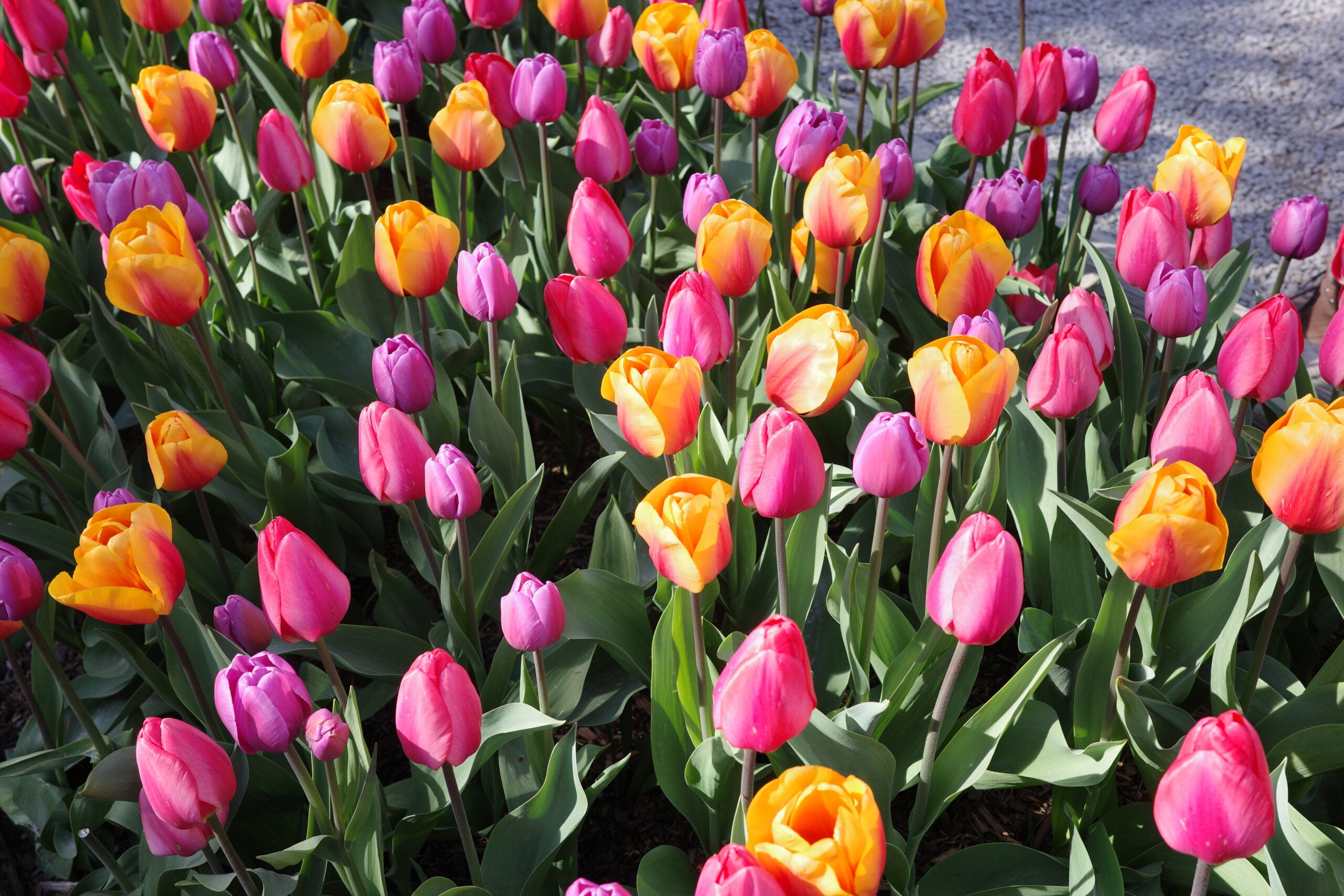 A field full of flowers