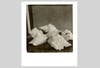 conch shells on a polaroid SX-70 black and white film