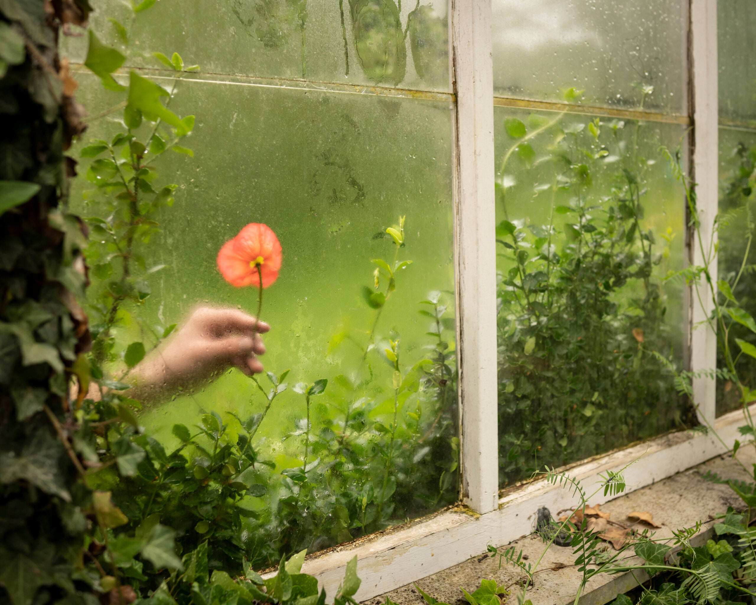 The Poppy and Greenhouse by Cig Harvey.