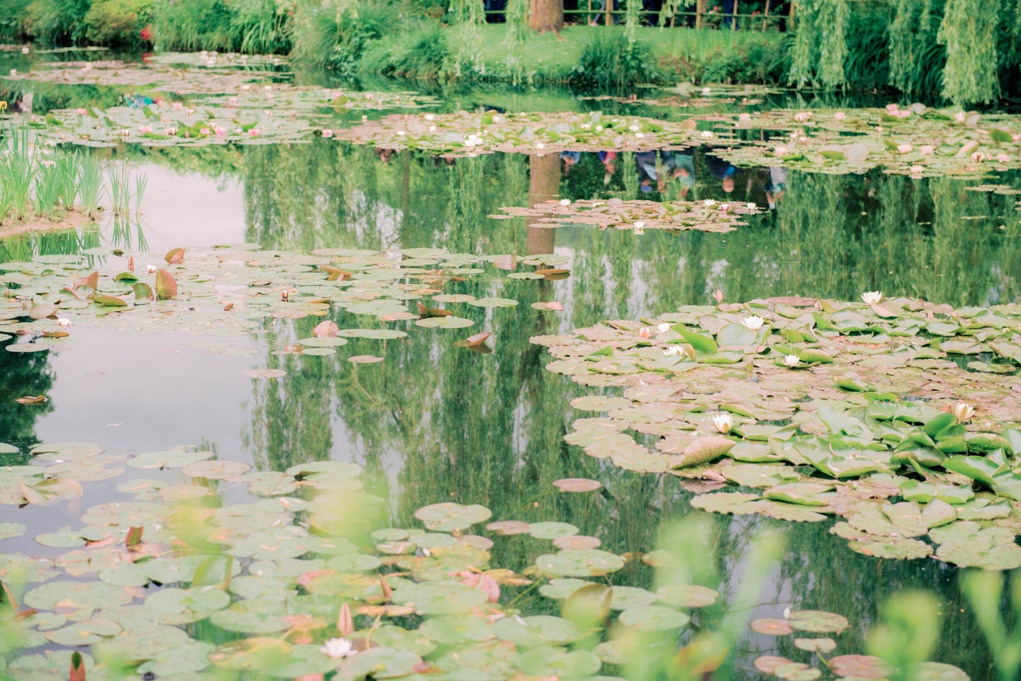 monet's garden giverny france