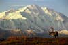 Denali National Park