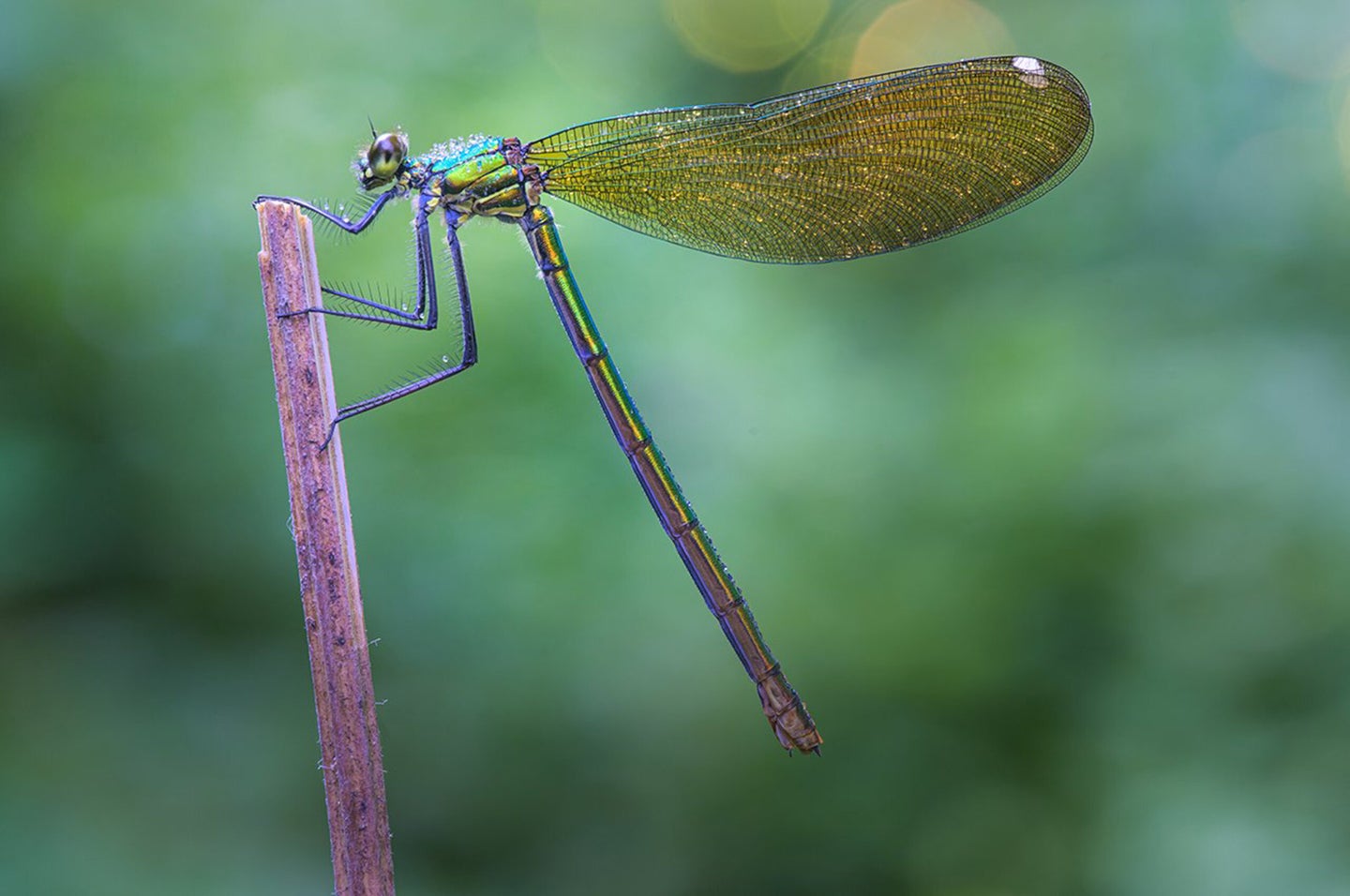 A dragonfly on a purple branch