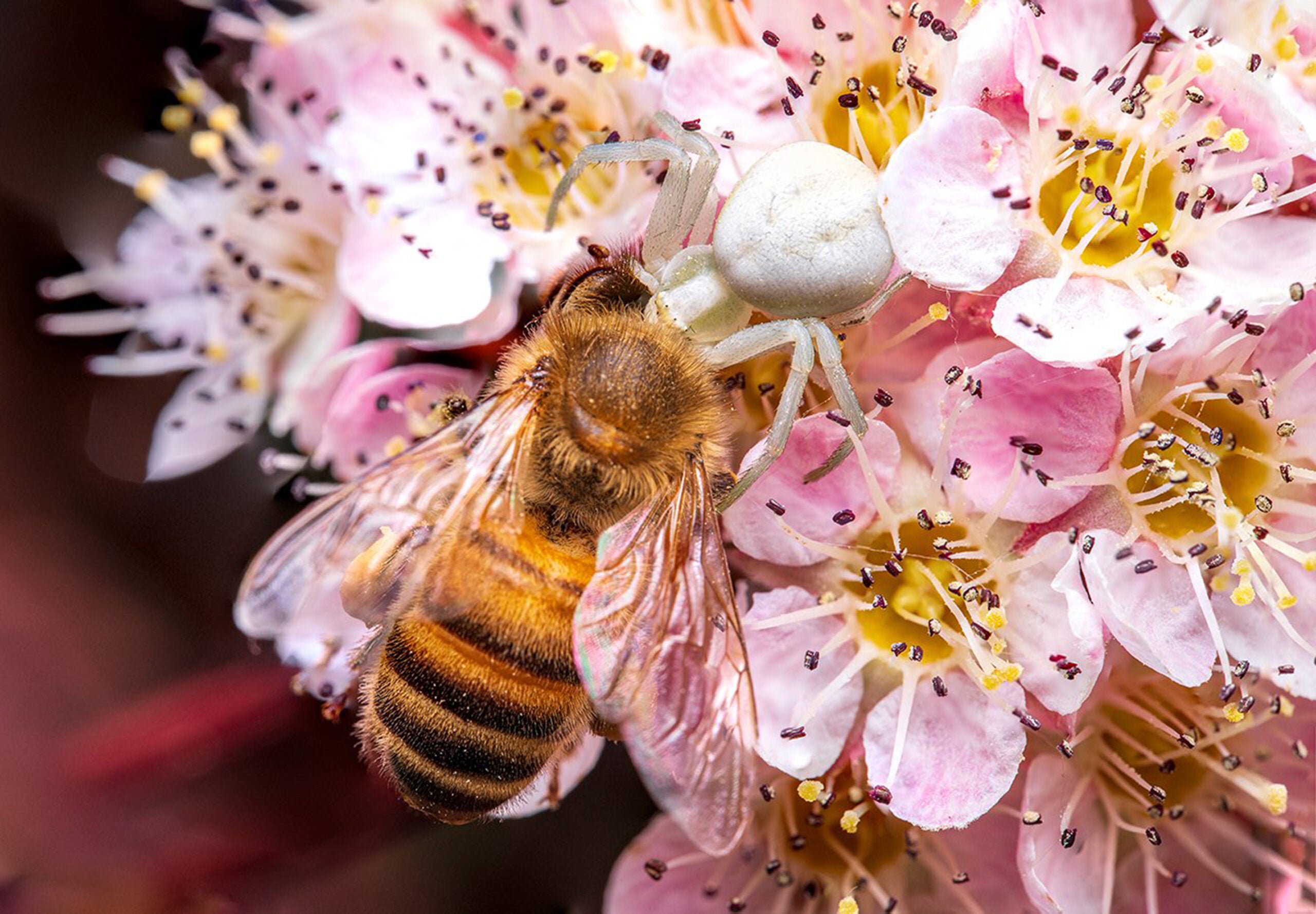 A macro shot of a bee on flowers.