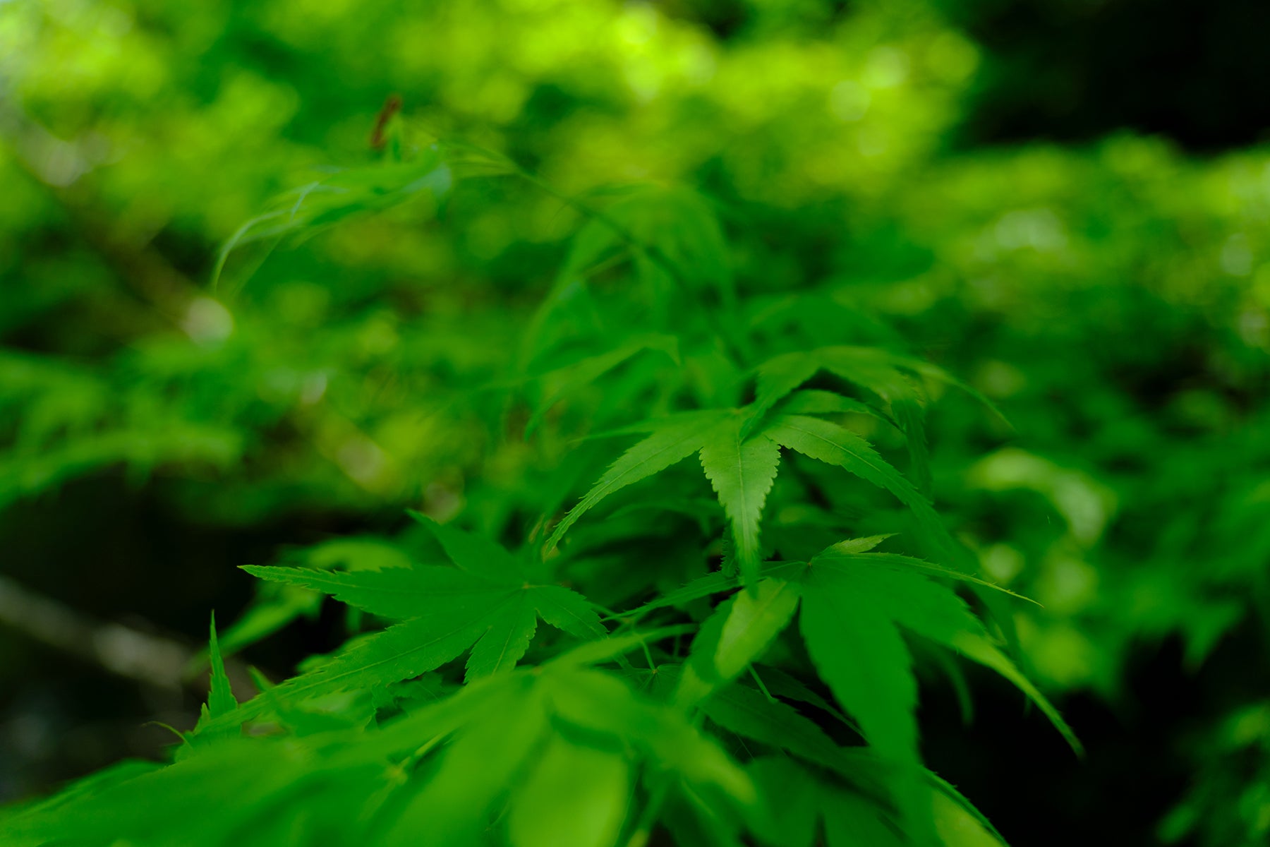 detail shot of green maple leaves