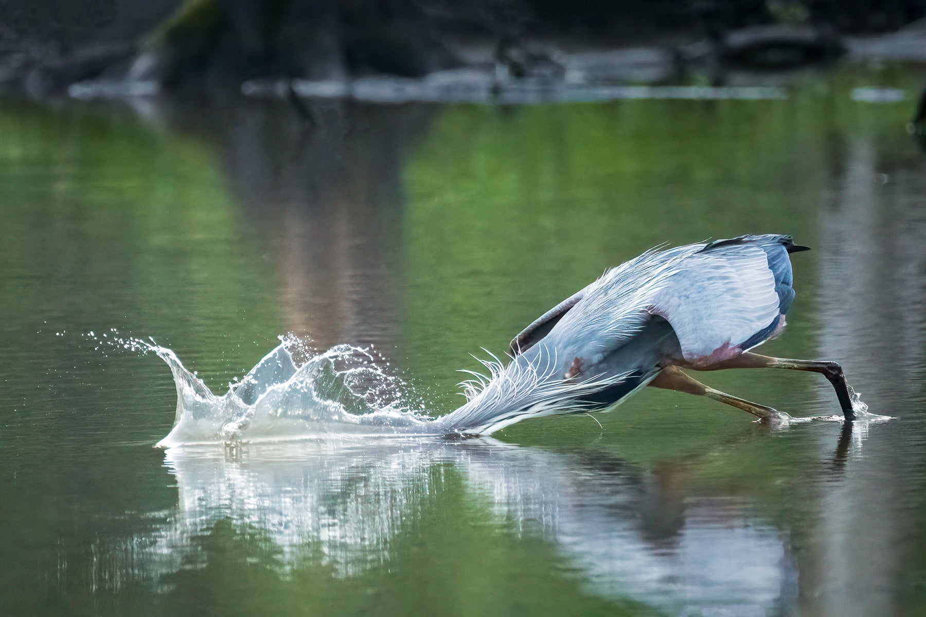 heron diving into water for fish