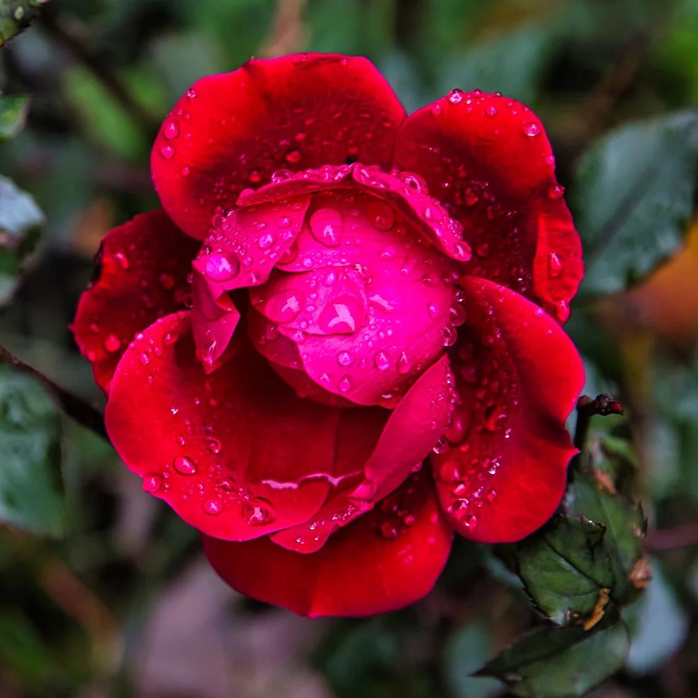 red rose with water droplets