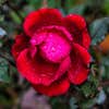 red rose with water droplets