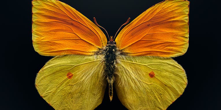Macro photographer Levon Biss’ big bug pictures magnify tiny species’ oversized impact