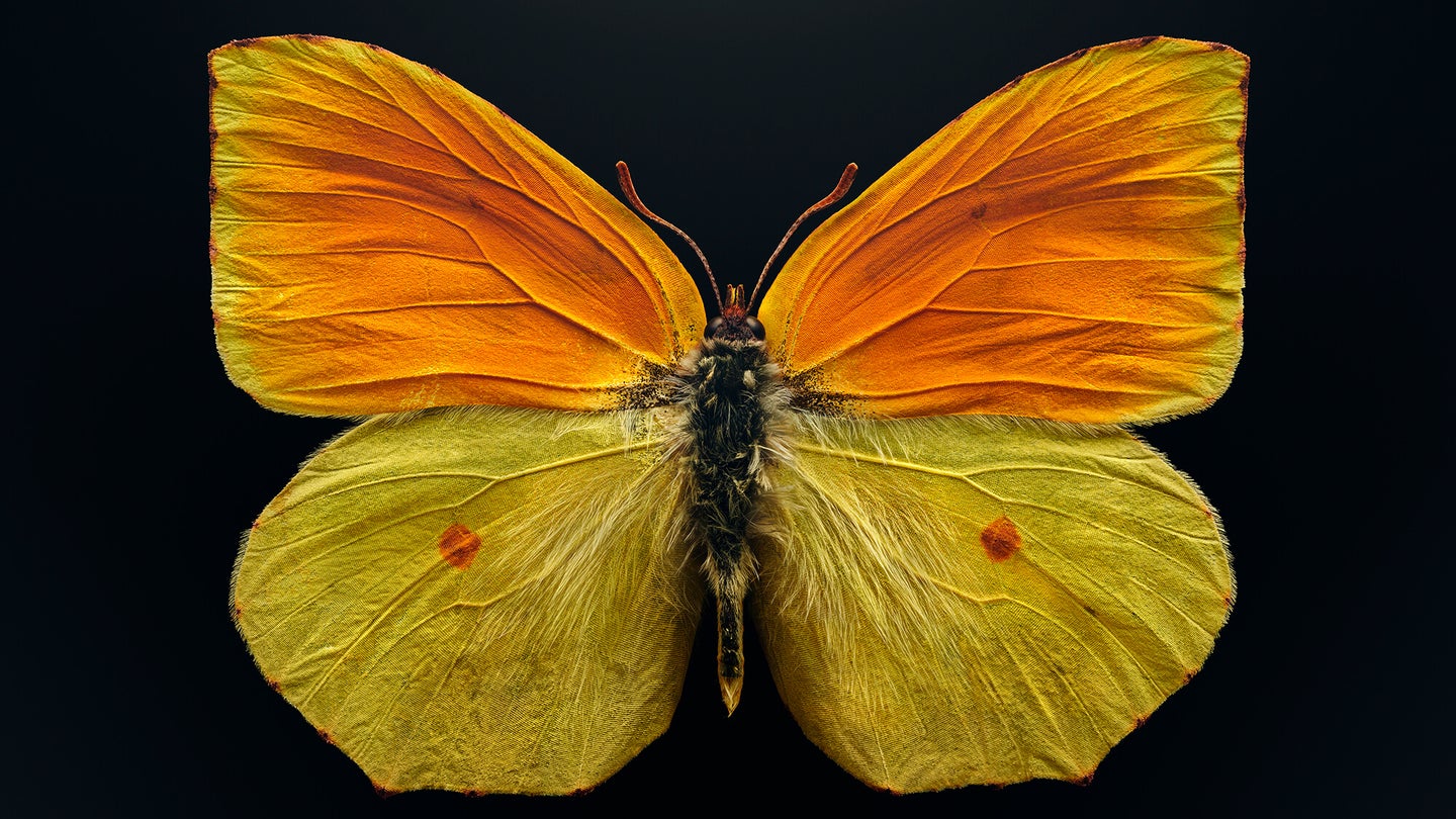 Macro photographer Levon Biss’ big bug pictures magnify tiny species’ oversized impact