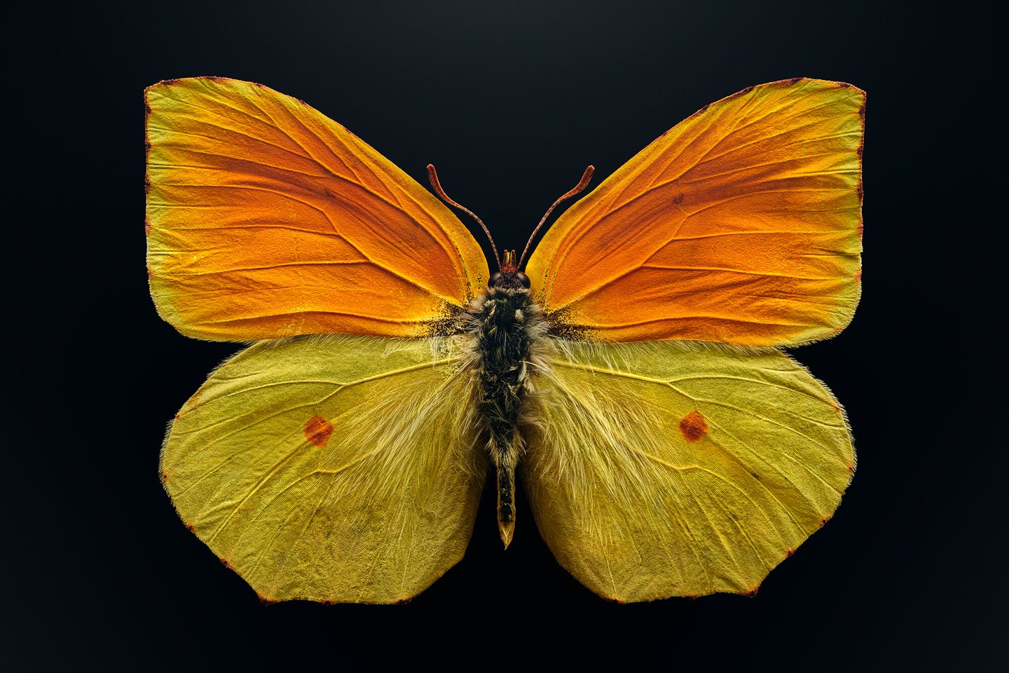 maderia brimstone