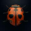 ninespotted lady beetle