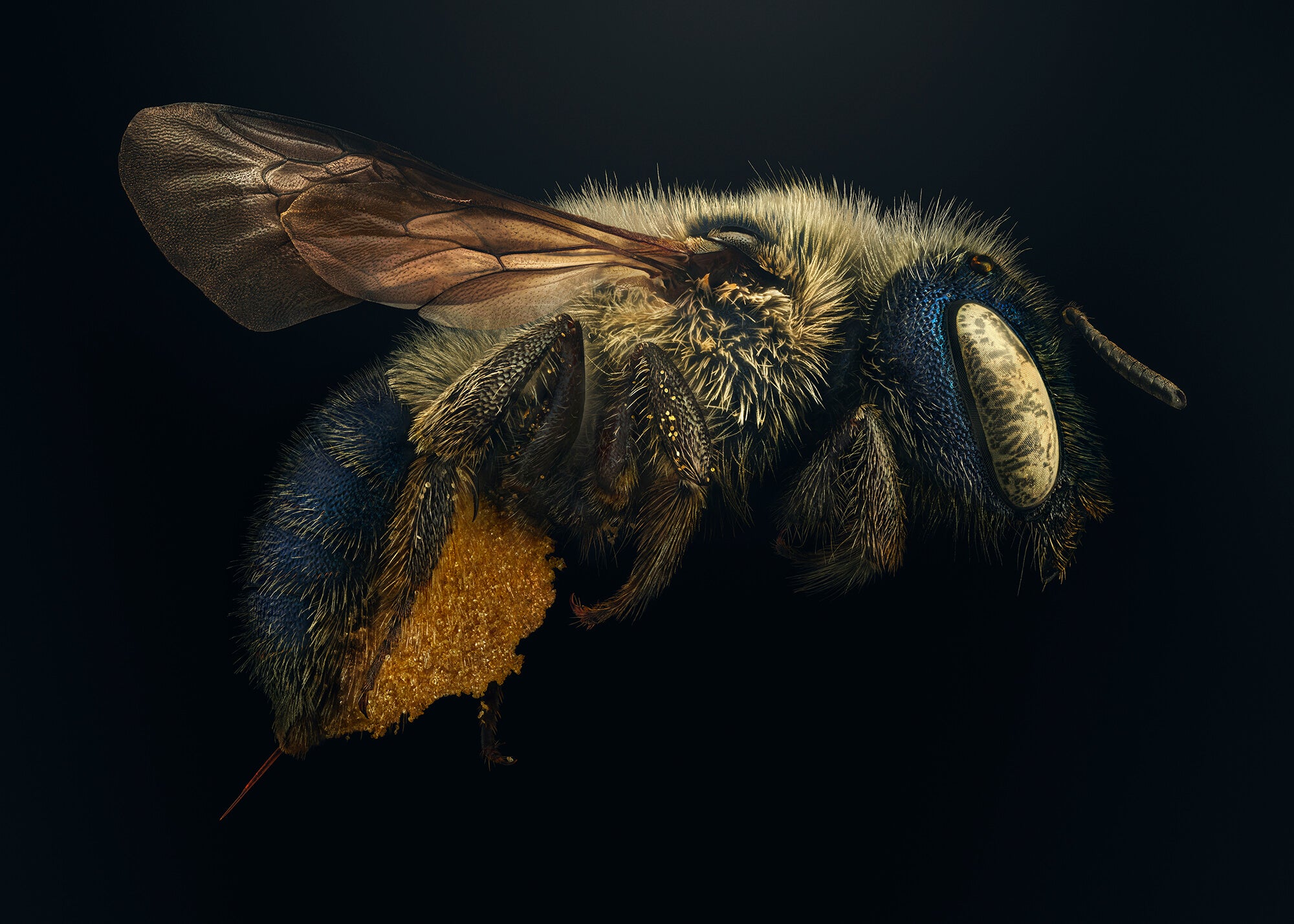 blue calamintha bee