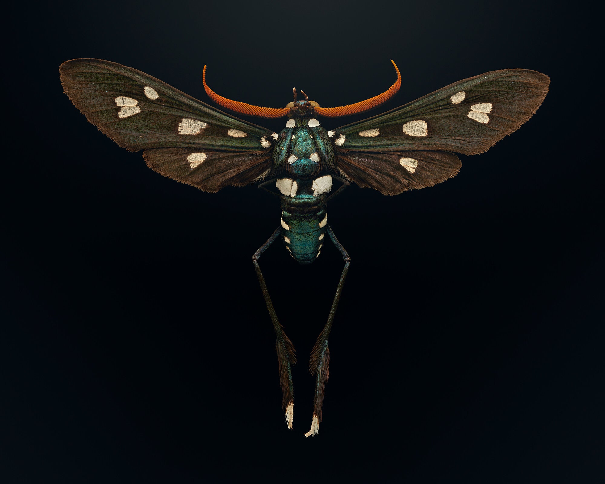 lesser wasp moth